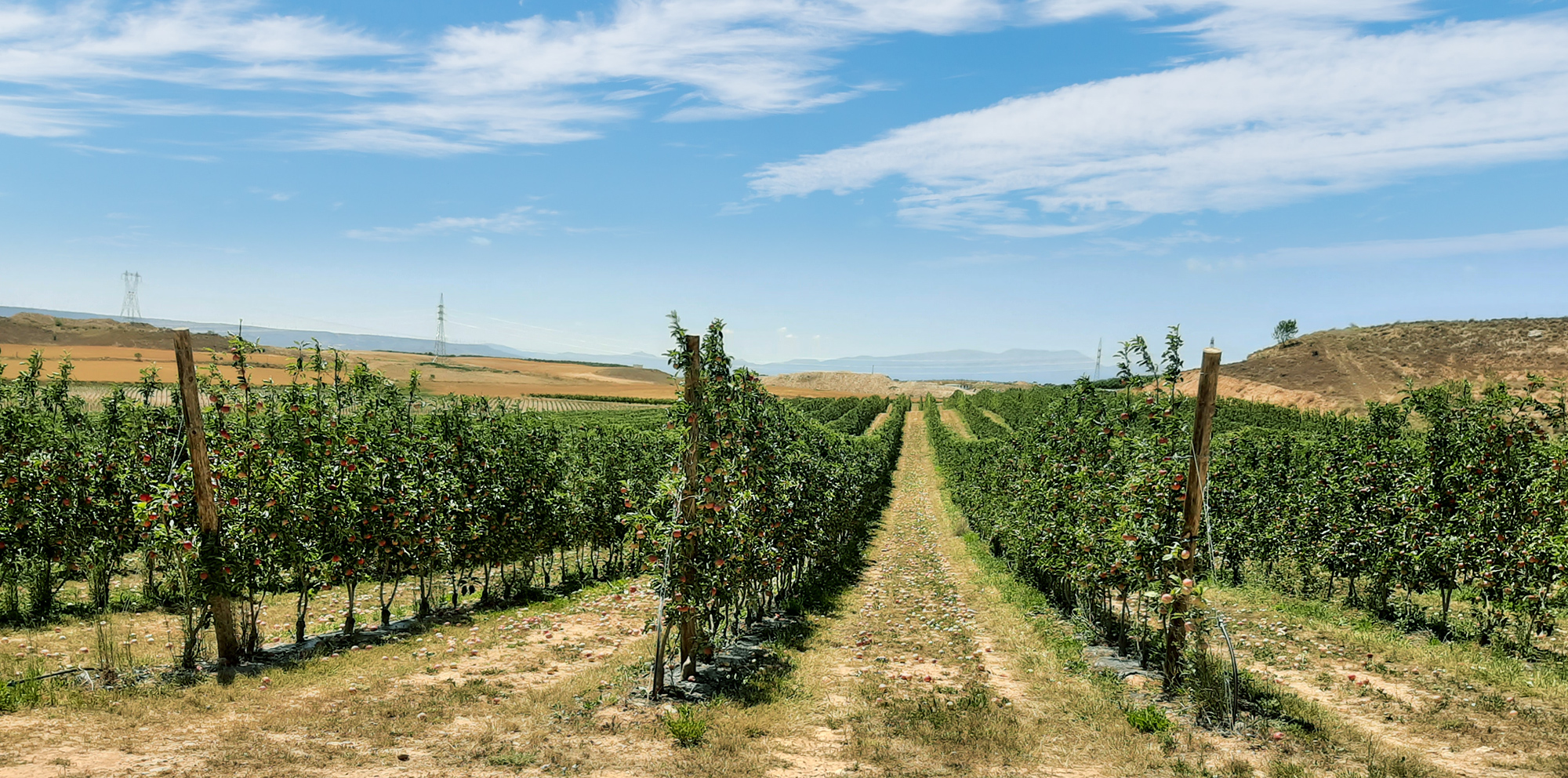 campos-manzanas-1