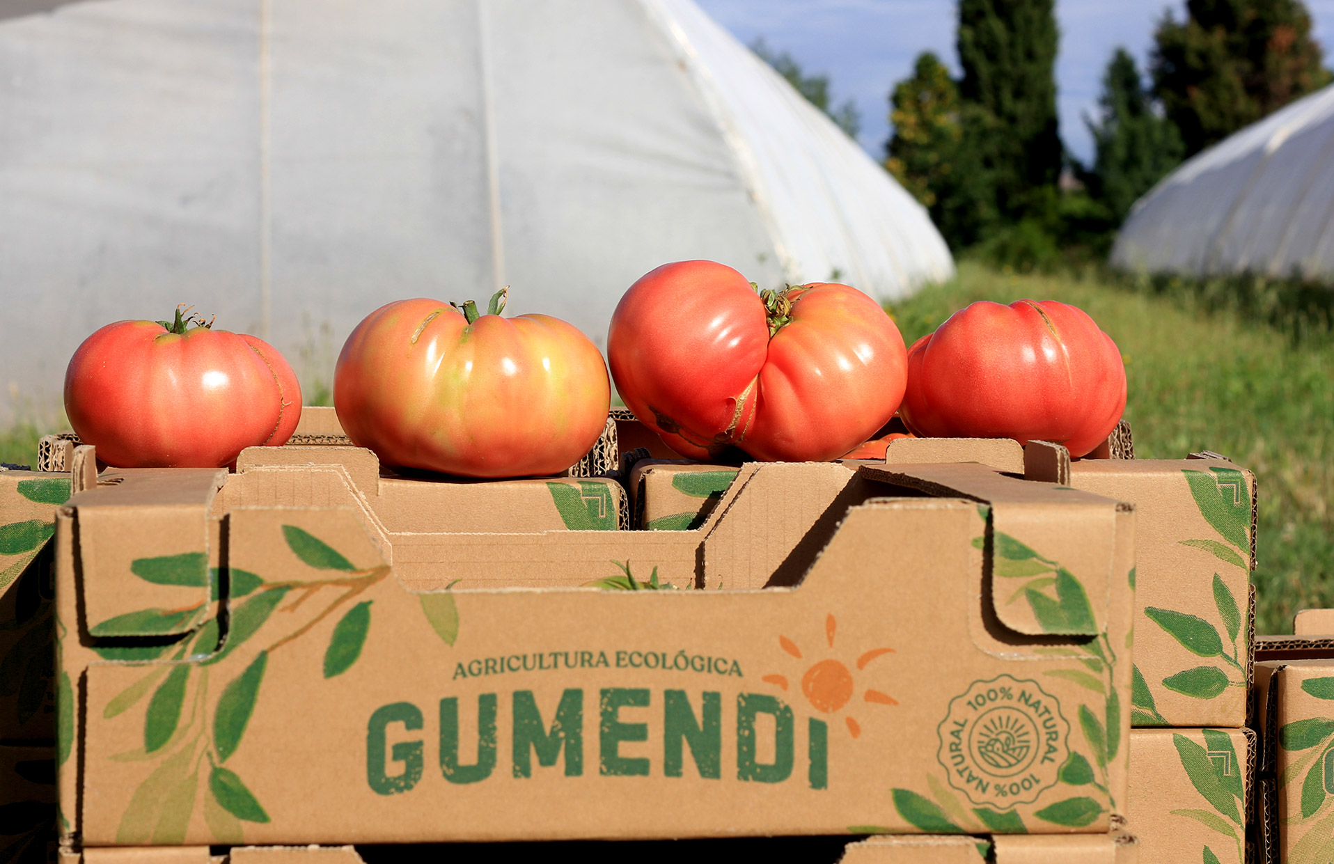tomates