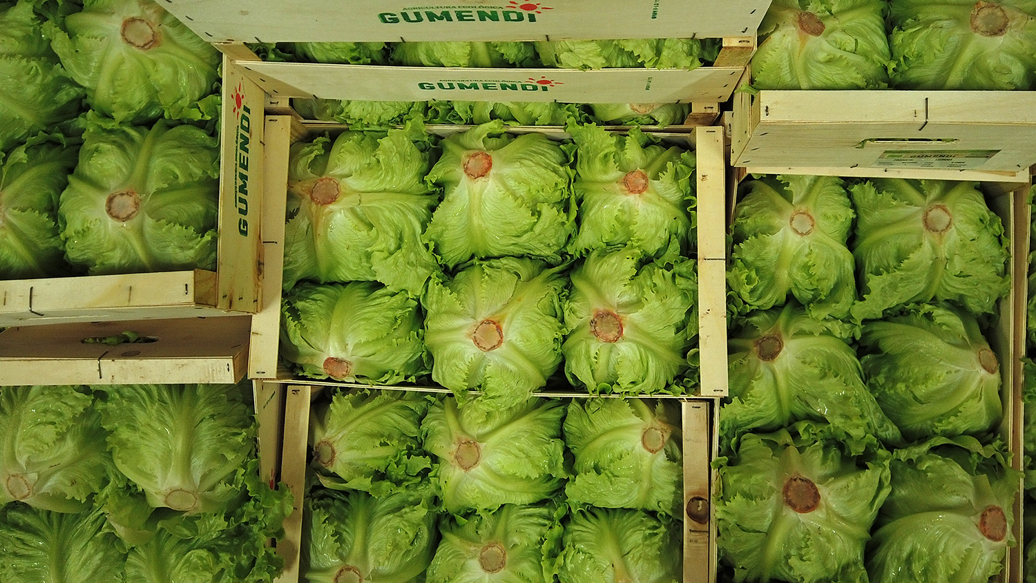 lechugas