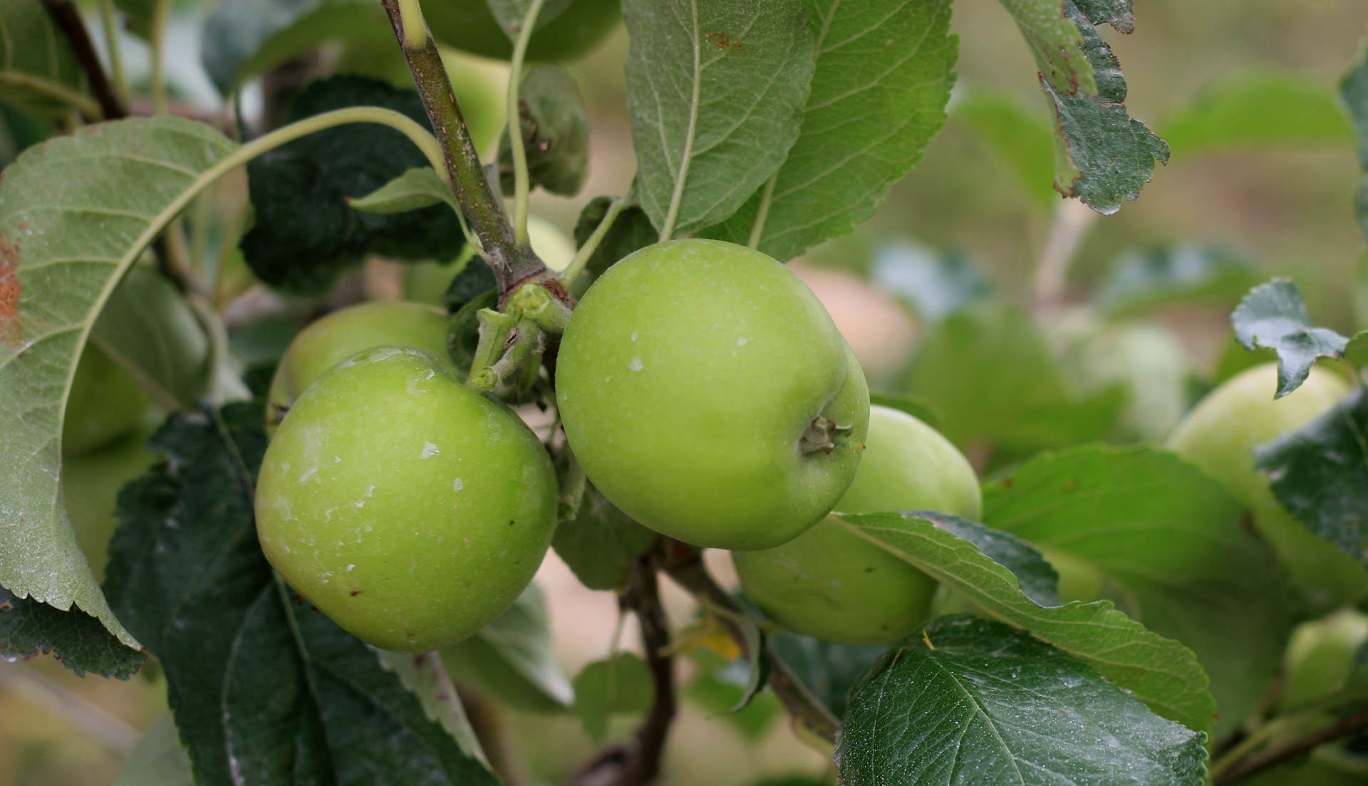 manzana2