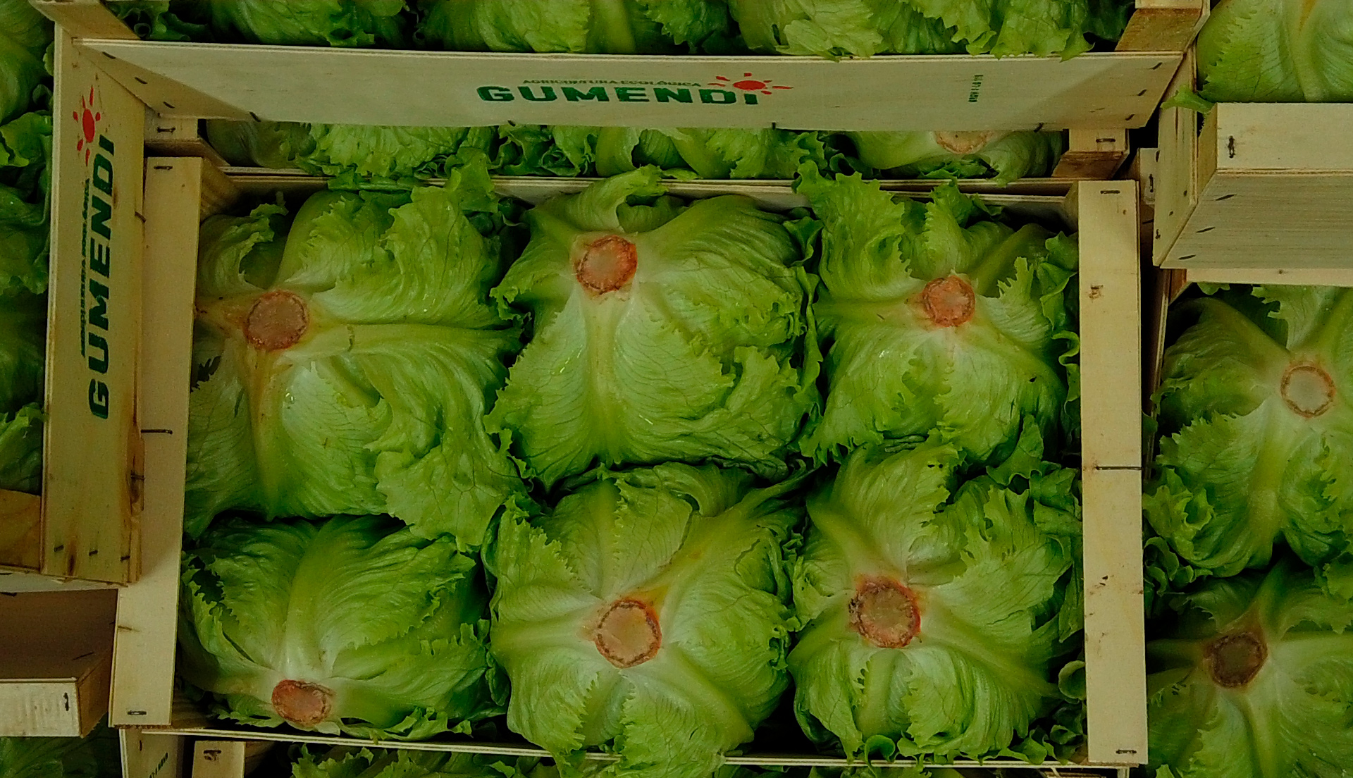 lechuga